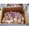 China White Garlic photo-2