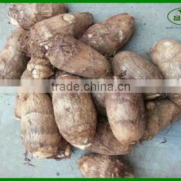 Garlic Sprouts/Garlic Scap/ Garlic Liver Moss photo-6