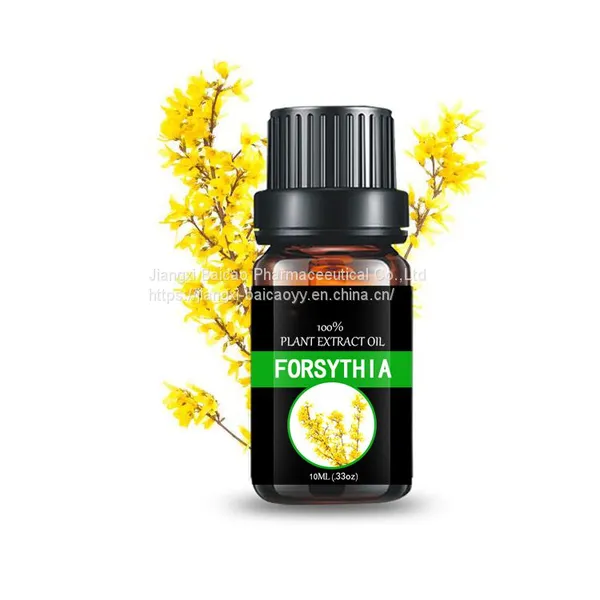Forsythia Oil Aromatherapy Essential Oil Pure Natural Fragrance Oil photo-4