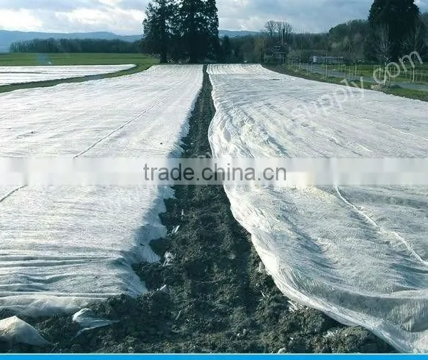 Non Woven Landscape Fabric Factory photo-5