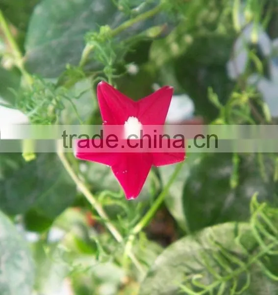 Bojer Cypressvine Starglory , Quamoclit, Flower Seeds , Herb Seed,vegetalbe Seed,fruit Seed,grass Seed