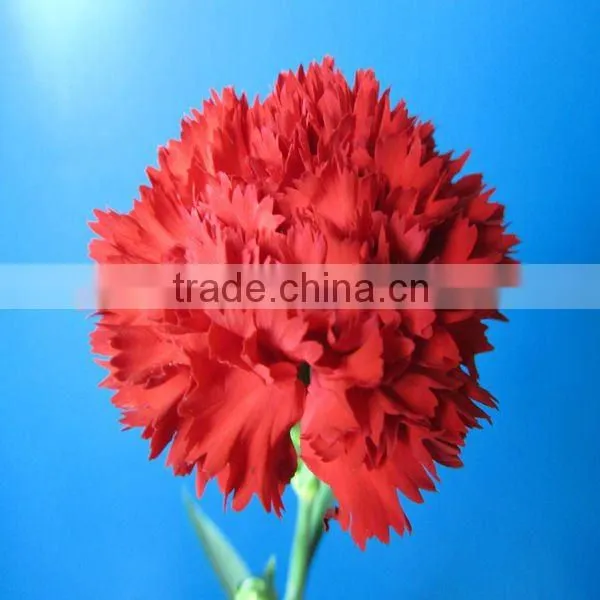 Wholesale Red Carnation Flower High Quality Types of Carnations photo-2