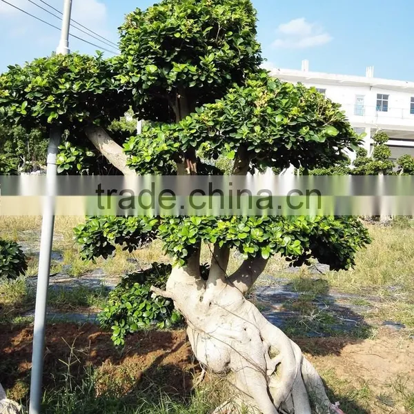 Woody Plants Big Banyan Tree for Garden Decoration photo-2
