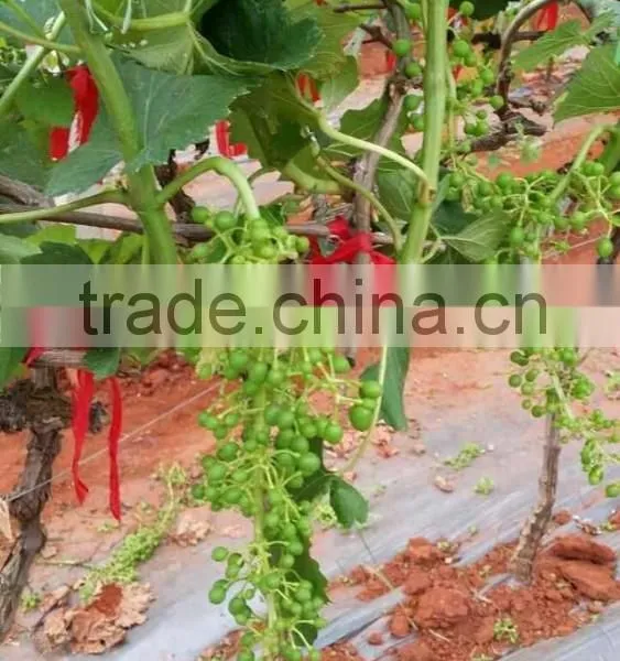 Bulk Grapes