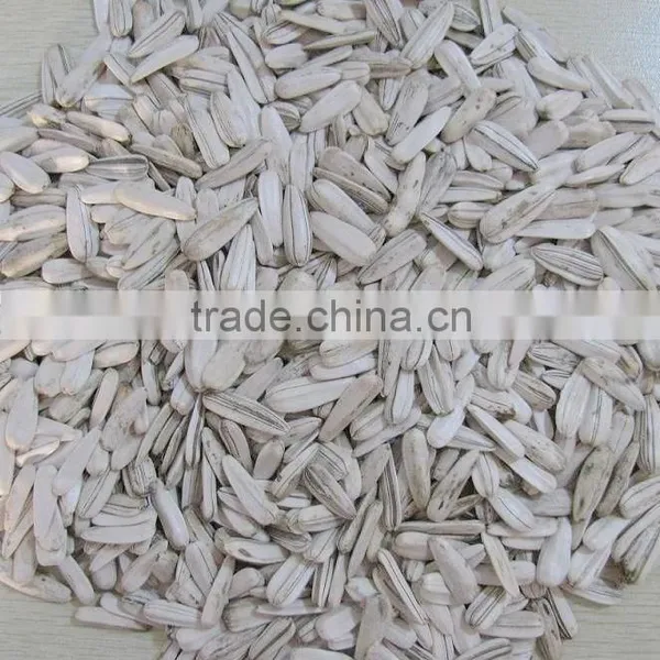 100% New White Sunflower Seeds Buyers Sunflower photo-6