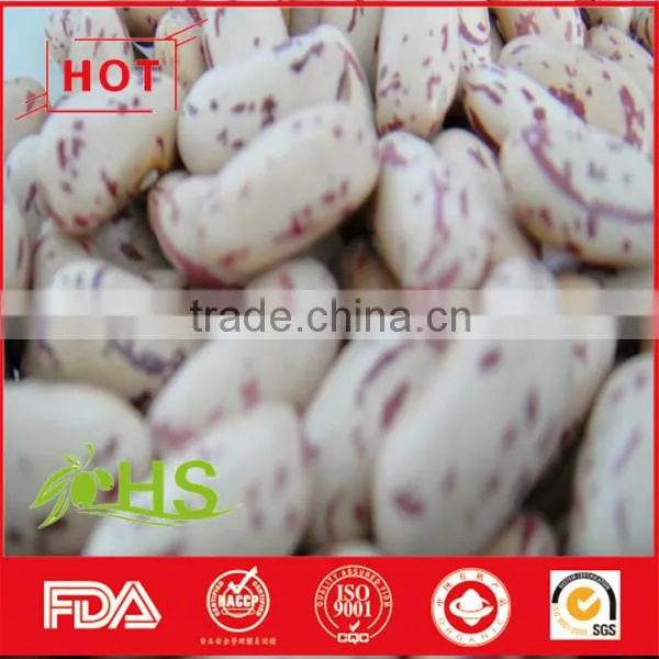 Light Coloured Speckled Kidney Beans With Great Quality photo-5