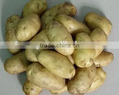 Factory Supplying 2015 New Crop Fresh Holland Potato With Good Quality photo-6