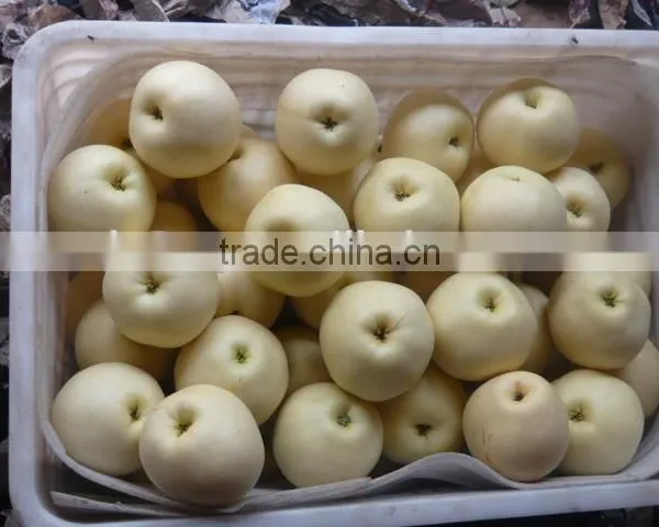 Fresh Fruit Emerald Pear With Good Price for Exporting