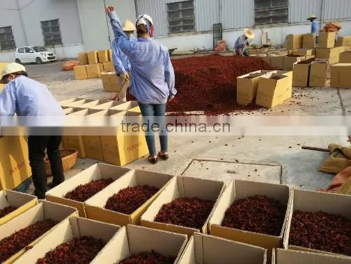 MANUFACTURER OF SPRING STAR ANISE photo-5