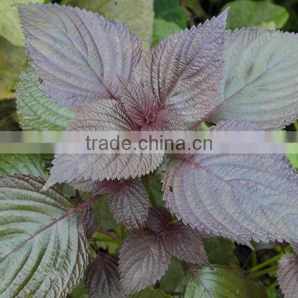 Natural Perilla Seed Oil (ALA: 55-68.5%)by GMP Factory photo-2