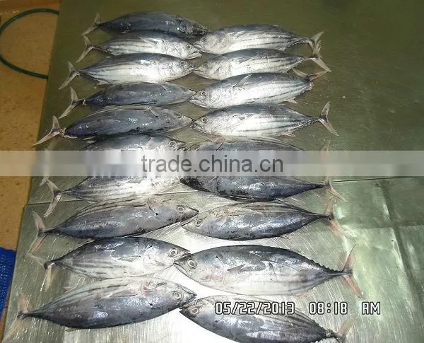 Tuna Skipjack photo-3