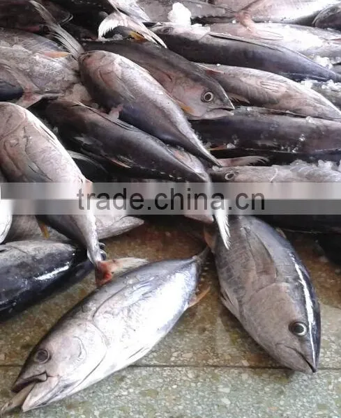Yellowfin Tuna/longfin Tuna
