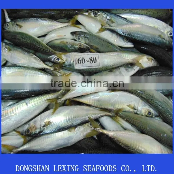 Supply Fresh Frozen Pacific Mackerel Fish photo-1