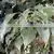Camphor Oil photo-3
