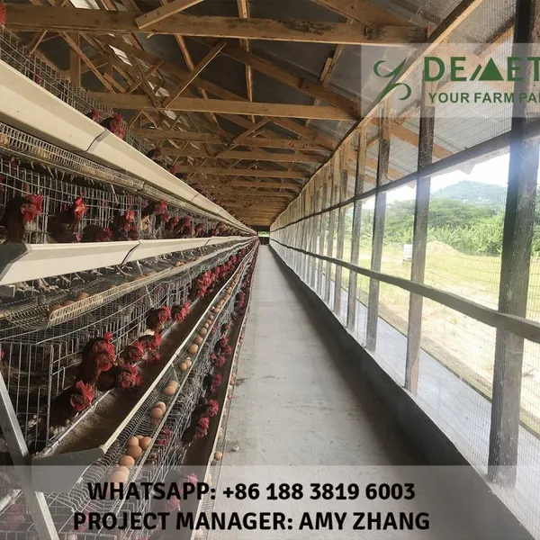 China Chicken Cage Factory Offer Good Quality Poultry Equipment--Demeter Machinery photo-4