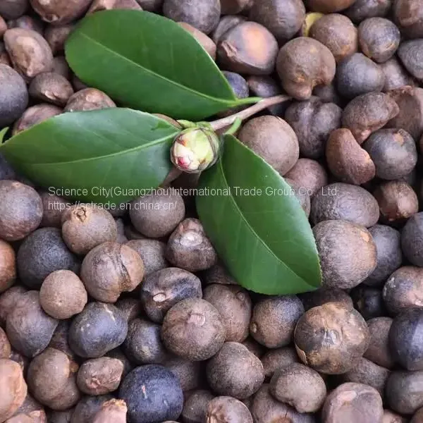 100% Organic Supreme Quality Camellia Seed Oil Extracted by CO2 (Edible/Cosmetic) photo-2