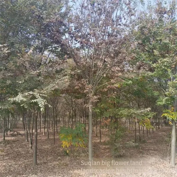 Red Beech Tree photo-5