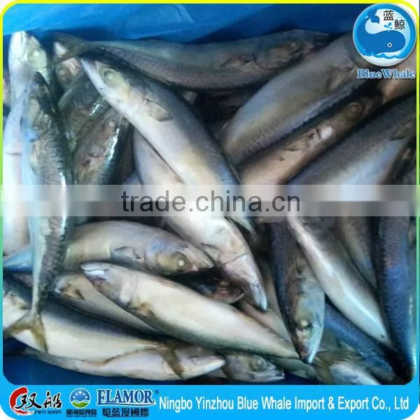 Hot Selling Pacific Mackerel Scomber to Africa photo-3