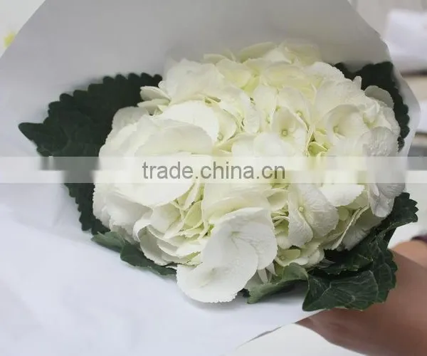 China Hotsell Flower Gift Hydrangea photo-4