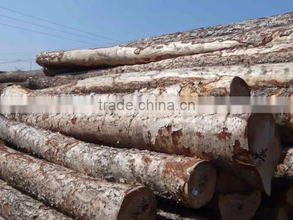 Pine Birch Logs FSC WOOD White Birch Logs Fsc Certified Wood