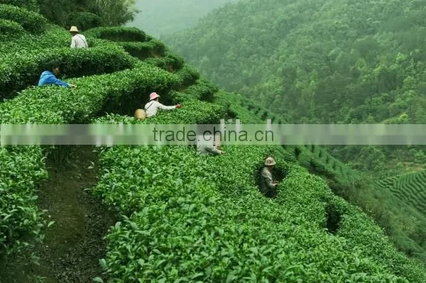 Yijian Organic Green Tea/Health Tea photo-3