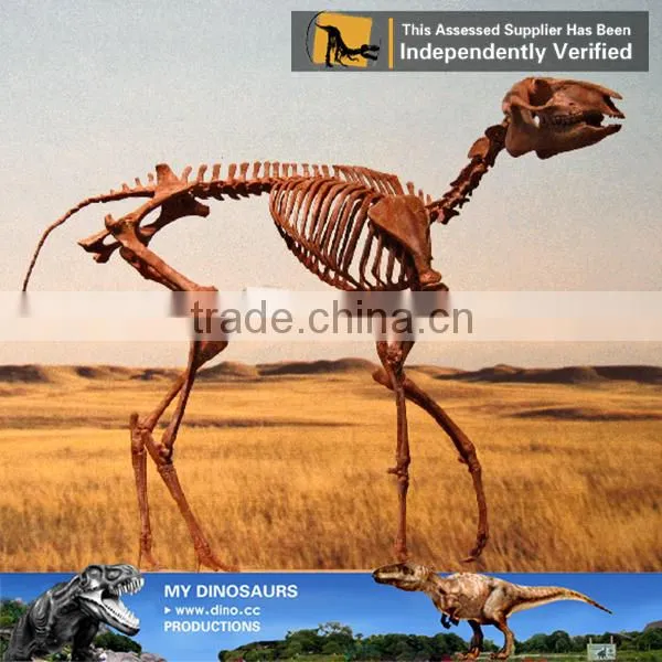 MY Dino-O08 Life Size Fiberglass Dinosaur Skeleton Decoration photo-6