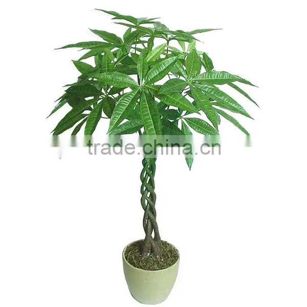 Factory Price Money Plant Tree Exotic Flowers photo-5