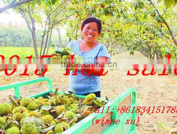 Sweet and Fresh Chestnut in Dandong China
