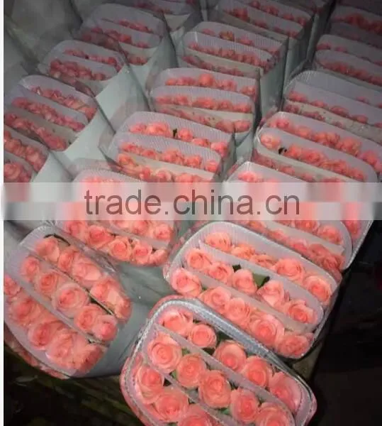 Wholesale Grade A Fresh Roses From India Fresh Rose Petals photo-6