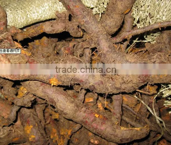 GMP Natural High Quality Tran-Resveratrol/Giant Knotweed Extract Powder photo-4