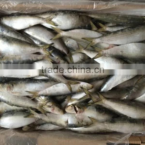 China for Canned Frozen Sardine With Good After-sale Service photo-4
