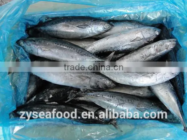 2017 New Arrived Land Frozen Fish Bonito Tuna for Sale photo-2
