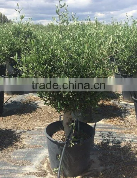 Olive Tree - Olea Europaea "Florida" photo-3