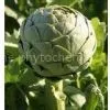 Supplying Artichoke Extract Cynarin