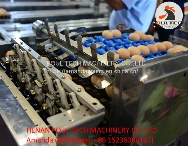 Automatic Egg Grading Equipment & Automatic Egg Packing Equipment