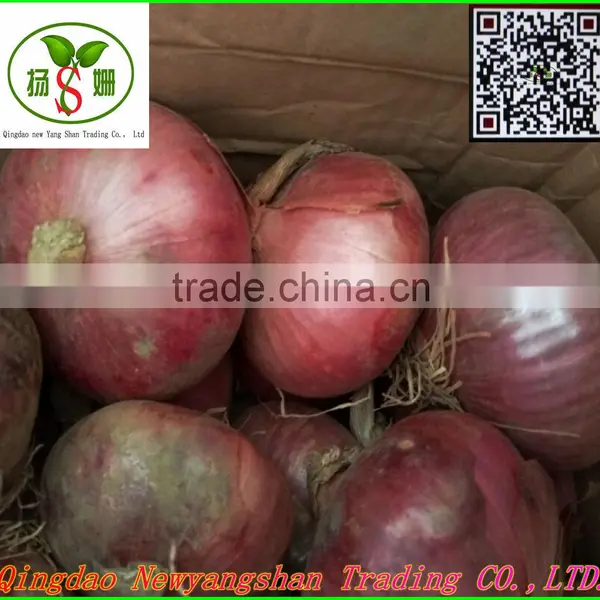 Red Onion/Shallot/Red Scallions -(website:qdxinyangshan03) photo-2