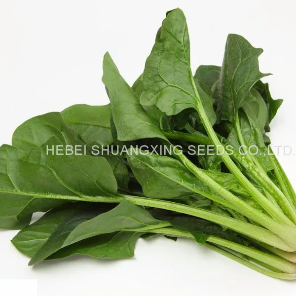 Autumn and Spring Cultivation Spinach Hybrid Seeds