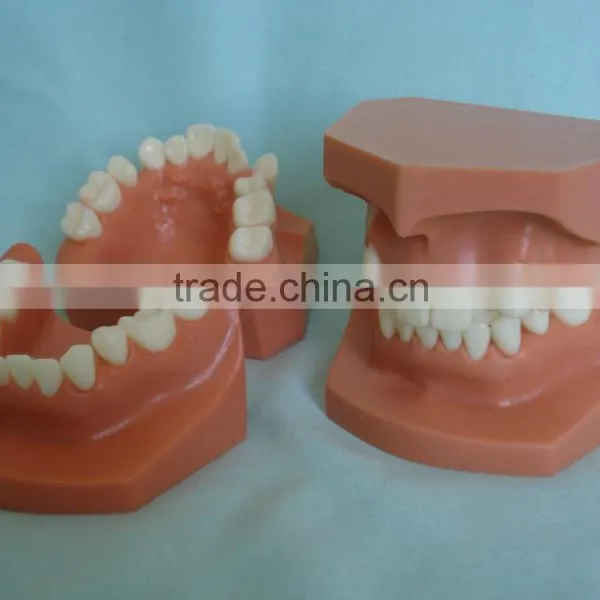 Orthodontic Teeth Model/dental Orthodontic Models photo-4