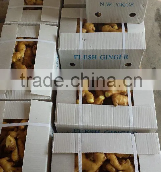 Yellow Ginger photo-2