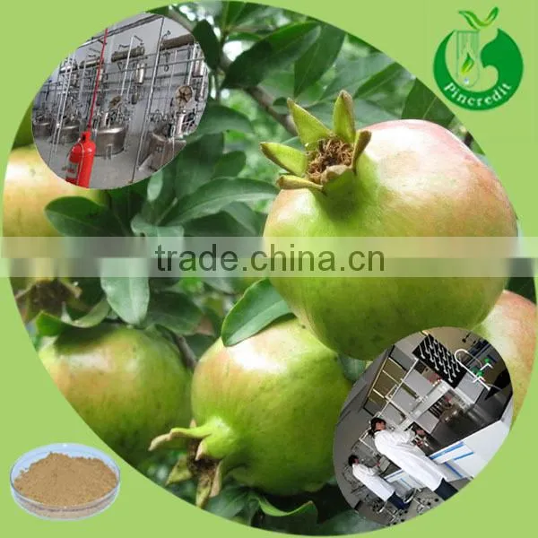 2014 New Arrival Free Sample Dried/Frozen Pomegranate Juice Powder