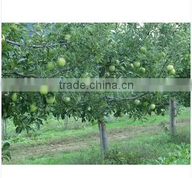 New Fresh Green Apple photo-2