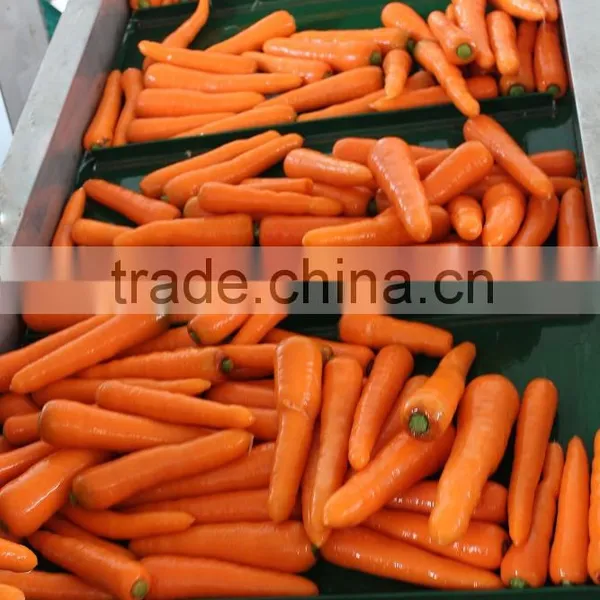 s m Size Fresh Carrrot