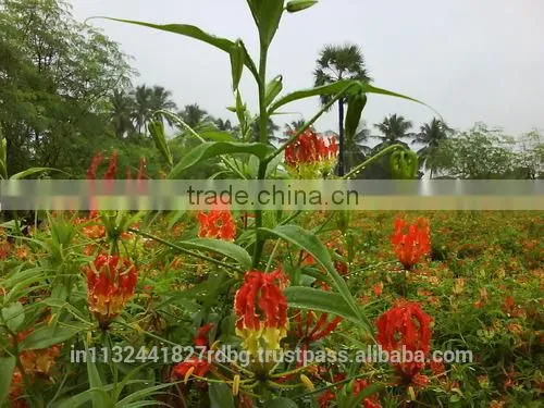 Gloriosa Superba Seed Exporters India photo-3