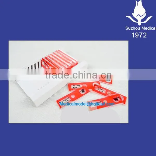 Botanical Microscope Plastic Prepared Slide Quality Choice photo-2