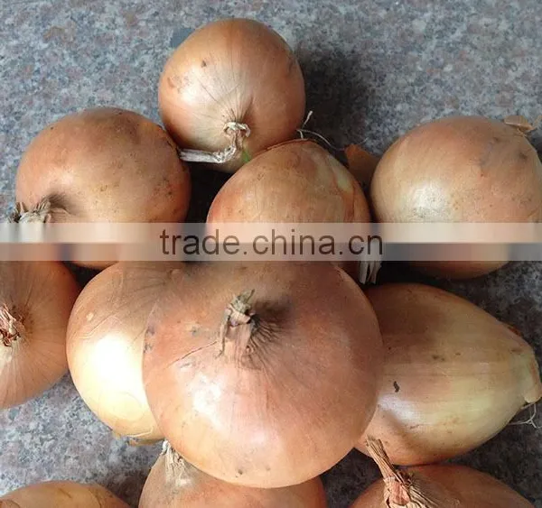 Yellow Onions Wholesale Prices for Sale photo-2