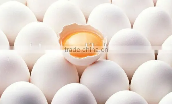 Zhenjiang Hot Sale Egg White Protein Powder Spray Dried photo-2
