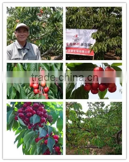 Powder Organic Bacterial Fertilizer photo-3
