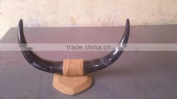 Pair Horn photo-2