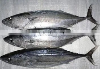 Skipjack Tuna photo-2