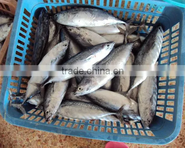 Frozen Whole Round Good Quality Cheap Bonito photo-2